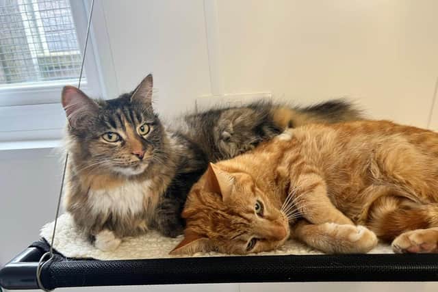 This adorable pair of cats are looking for a home in Sussex, can you be the ones to give them a loving home?