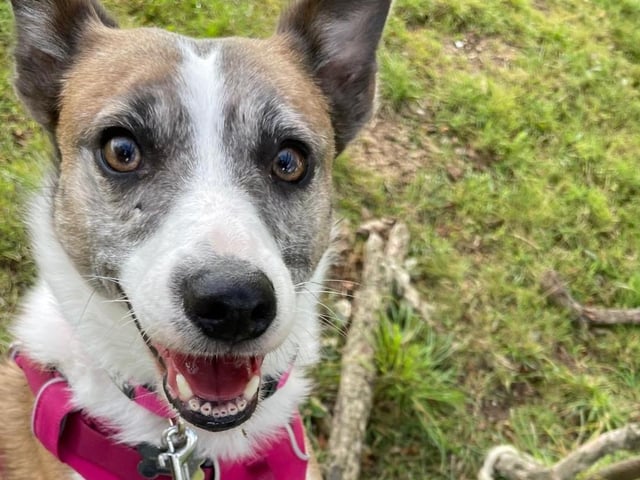 A rescue dog who spent nearly three years in kennels has found a loving home, after staff at a Sussex animal charity launched a daily TikTok campaign.