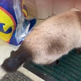 Meet Roxy – a ‘beautiful’ Siamese cat who is looking for a loving home in Sussex.