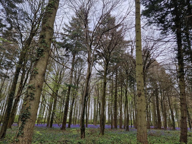 This was the first sign of a mass of bluebells and it was glorious