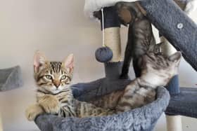 Three adorable pairs of Bengal Cross kittens are looking for homes in West Sussex.