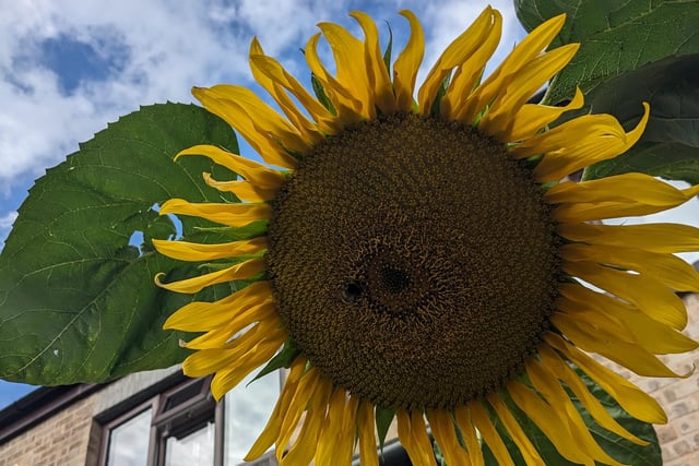 The winner of Burgess Hill’s Tallest Sunflowers 2023 is Luca Turrini, of Chestnut Close