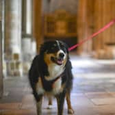 Chichester Cathedral has announced that it will be opening its doors to dogs from today (Tuesday, May 16).