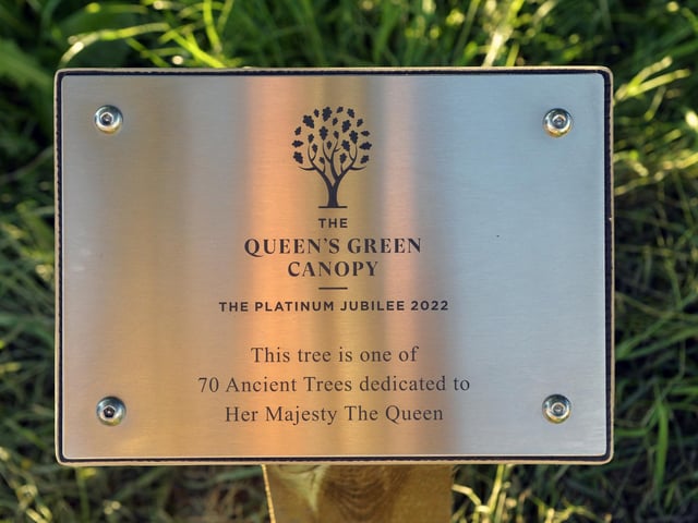 Crawley Mayor Jilly Hart next to the ancient tree in Constable Road; which is part of the Queen's Green Canopy (Photo by Jon Rigby)