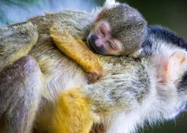 A baby squirrel monkey. Picture from Drusillas Park