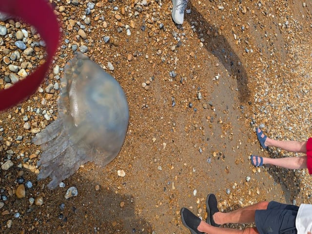 Here's why more jellyfish are washing up on the Sussex coast - and how to treat a sting. Photo: Alan Thornton.