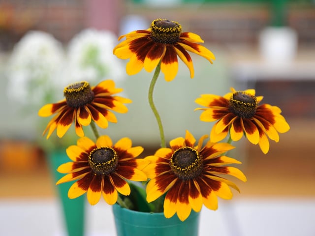 Felpham and Middleton Horticultural Society Flower and Produce Show. Pic S Robards SR2208132