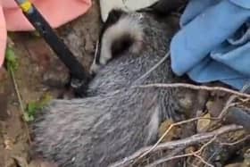 East Sussex Wildlife Rescue & Ambulance Service (WRAS) said they found a poorly badger at the bottom of a ditch at lunch time on Wednesday, September 13