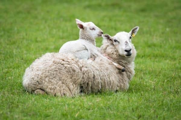 Sheep at Twyford Farm in West Sussex,