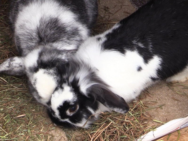 Raystede has plenty of rabbits and other small animals available for adoption if you are in the position to welcome one into your home.