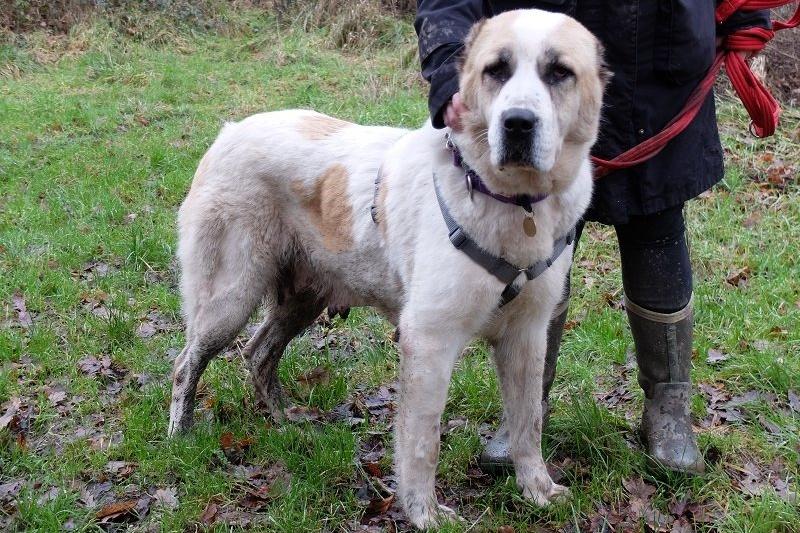 Duchess was found abandoned ex-breeder and unclaimed within a West Country council pound. Rescue Remedies offered a place saving her life. She is now neutered, chipped, and fully vaccinated. She’s a big dog but so gentle, quite affectionate and a very happy dog. She enjoys rolling in the grass during walks, as well as belly rubs.