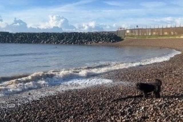 Opposition to beach dog ban