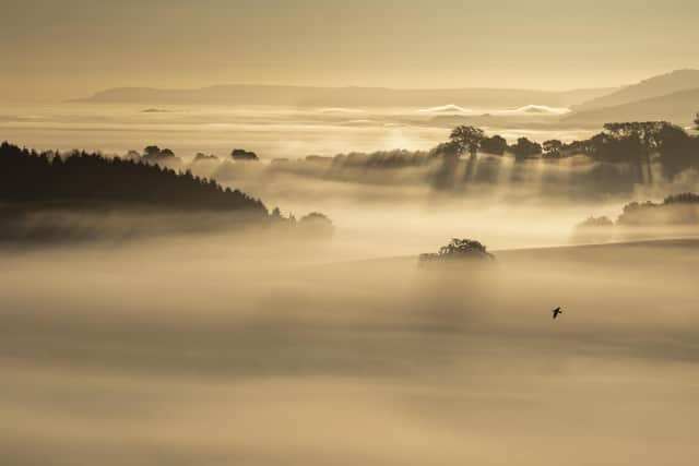Autumn Gold by Lorraine Heaysman