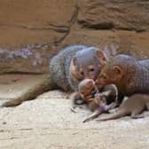 The dwarf mongoose family