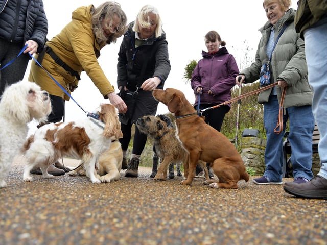 Dog Friendly Weekend (Photo by Jon Rigby)
