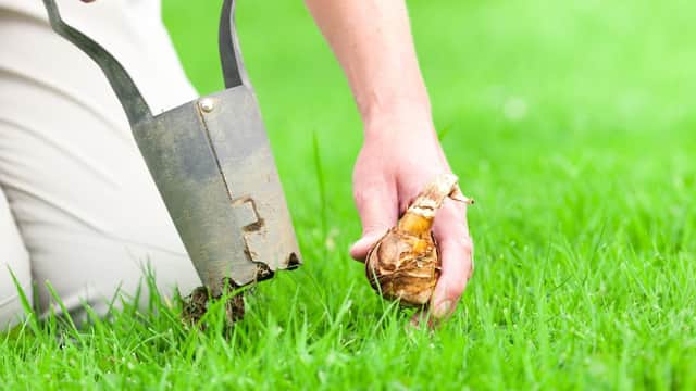 a spring bulb planting event will be held in Horsham Park on 22 and 23 October to celebrate the great work of the Horsham and Crawley branch of the Samaritans.