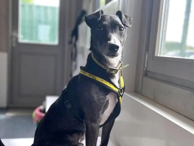 Dogs Trust says Basil is a one-of-a-kind pooch who has an abundance of character, and just as much love to give. His perfect match would be an adult-only family with minimal visitors and no visiting children, who share his passion for the outdoors, and who have the time, as well as the desire, to continue working with him on his training. This fun-loving eight-year-old is full of energy and will thrive with an active family who can fill his life with fun and adventure, while keeping him entertained with all his favourite activities. A secure garden of his own is essential, so that he can regularly burn off some steam. Another essential requirement is a multi-carer household, so that there’s always someone around to keep him company, as he finds alone-time challenging.