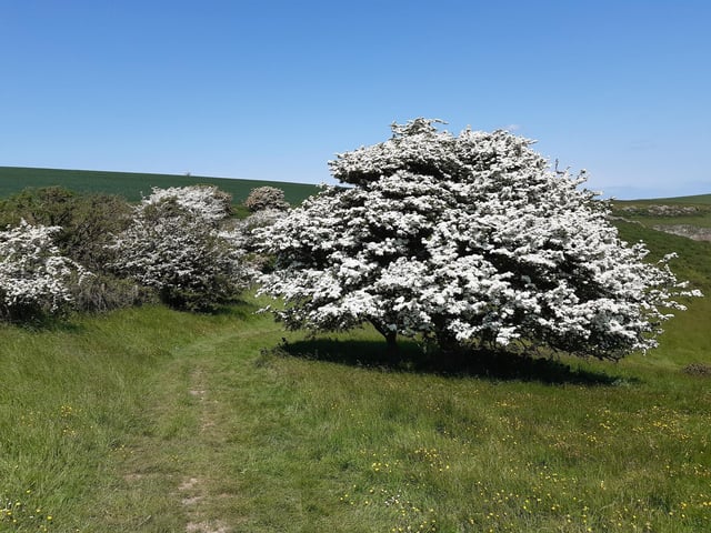 May Blossom in the South Downs National Park at Castle Hill Nature Reserve on June 5, 2023