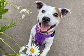 Image supplied by Raystede Centre for Animal Welfare