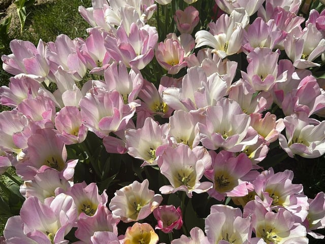 Tulleys Tulip Fest celebrates the arrival of spring with 1.5 million blooms in the fields