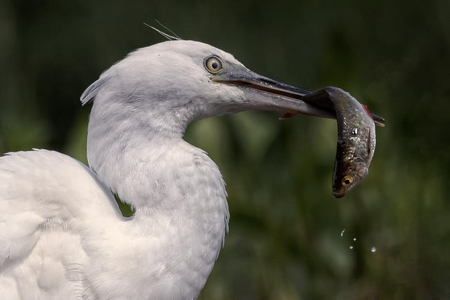 Little Egret With Fish by Anna-Marie Armstrong - score 20