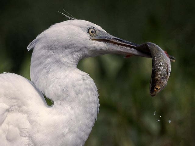 Little Egret With Fish by Anna-Marie Armstrong - score 20