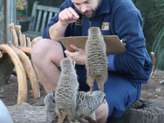 Zookeeper Sam counting the meerkats