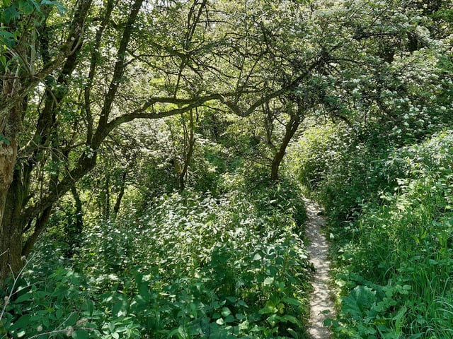 The path goes through a bank of trees