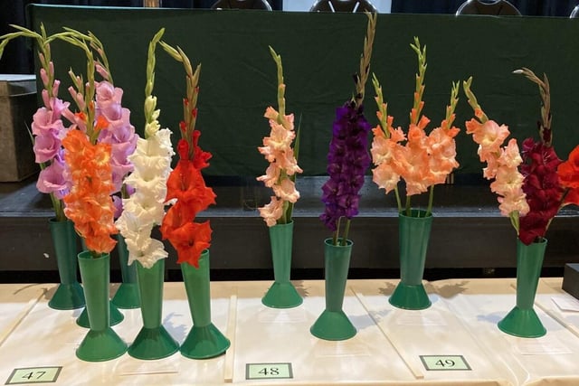 Gladioli at Southwick and Fishersgate Horticultural Society's annual summer show. Picture: Submitted