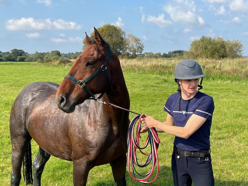 Horse who fell in ditch rescued by West Sussex and Surrey fire crews