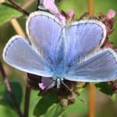The common Blue Butterfly - one of the species commonly seen in Sussex