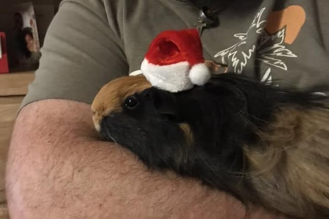 Kelly Orchison, from Worthing, shared this photo of her Guinea pig wearing a Santa hat.