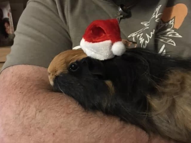 Kelly Orchison, from Worthing, shared this photo of her Guinea pig wearing a Santa hat.