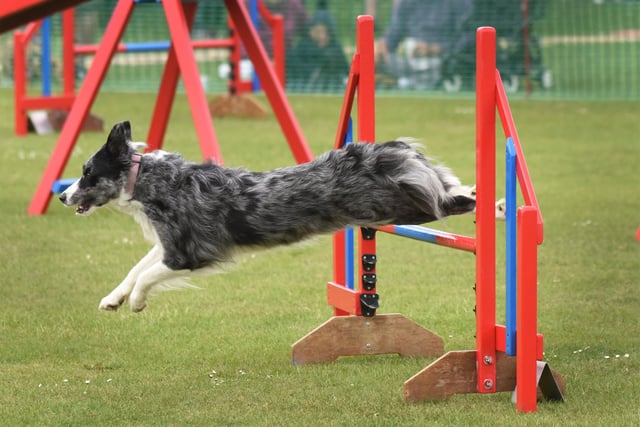 Bexhill Horse and Dog Show 2019.
Jumping Jacks Agility.