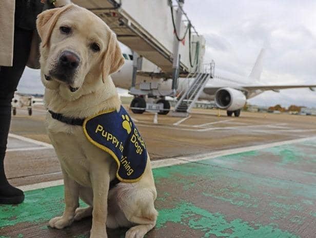 London Gatwick welcomed some special visitors last week, as four puppies from Guide Dogs UK arrived at the airport for a training experience. Picture: Guide Dogs UK