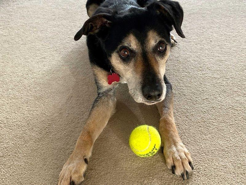 Jasper is a sweet Crossbreed with a sensitive side. A little unsure when making friends with new people, he prefers a gentle approach without too much pressure. He would love to find a relaxing retirement home, with understanding adopters who could allow him to settle in at his own pace. Jasper isn’t used to being left alone and tends to find alone-time challenging so would prefer a multi-carer household, where there is always someone around to keep him company. While he is happy to mooch in the company of some canines of a similarly calm-character to his own, Jasper can be unsure of others, and especially if they are overly lively in nature. He is looking for a home as the only pet and it is essential that he has a garden of his own.