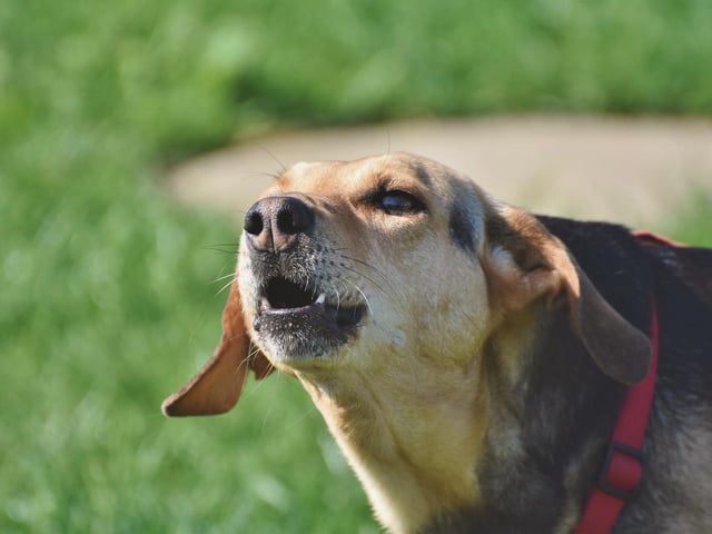 Dogs don’t inherently know what to do and how to behave – they don’t know not to pull on a lead or bark when someone knocks on the door. Like people, they need to be taught.