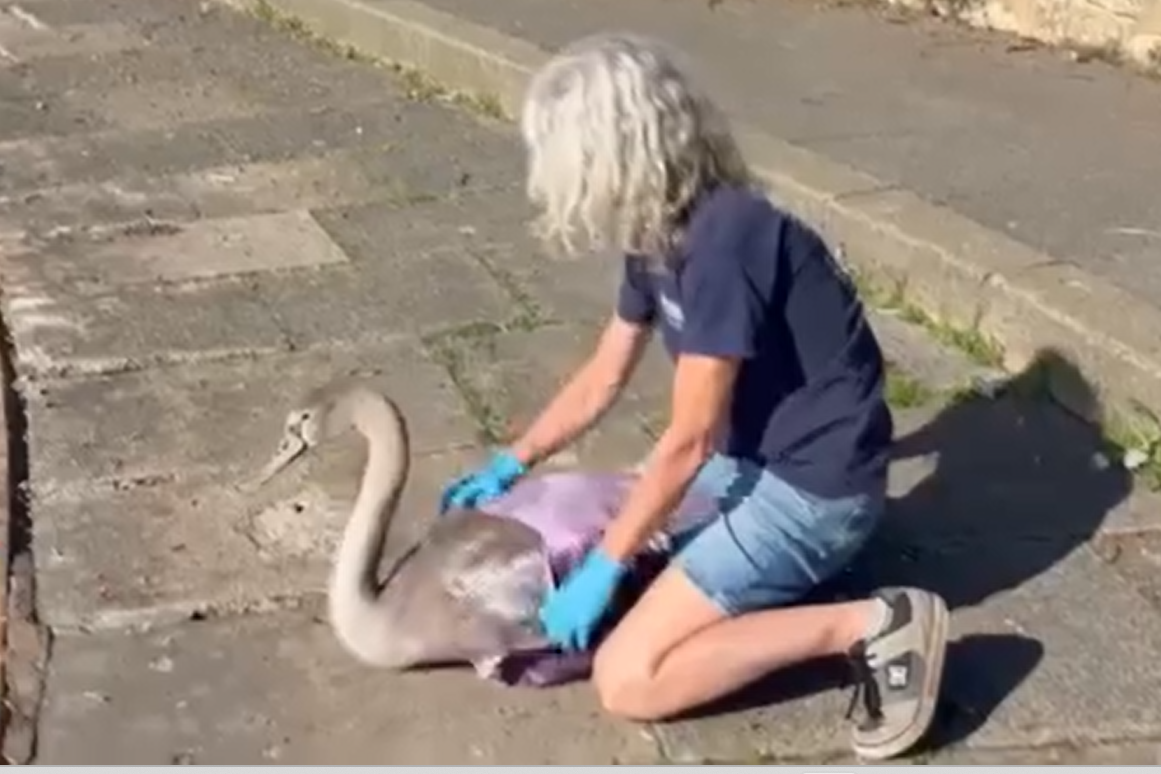 Swan released back into pond after crash landing near Asda Eastbourne