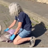 Swan released back into nature after 'crash-landing'