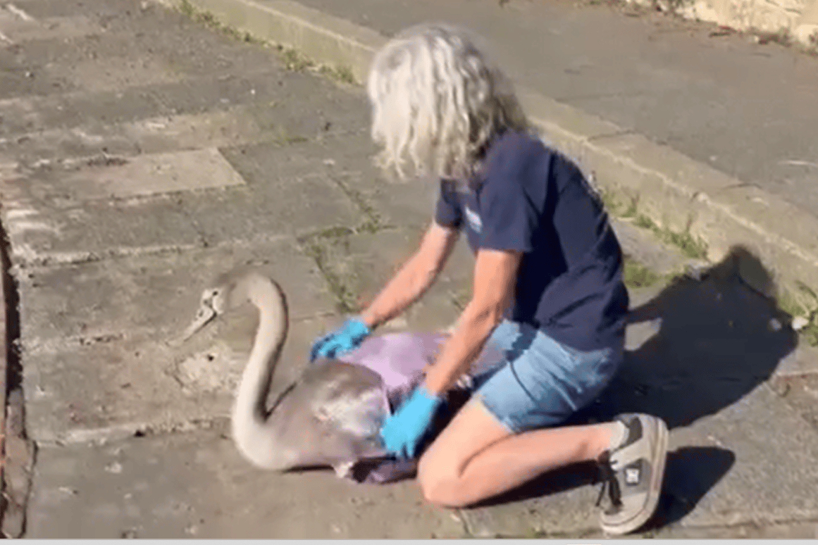 Swan released back into pond after crash landing near Asda Eastbourne
