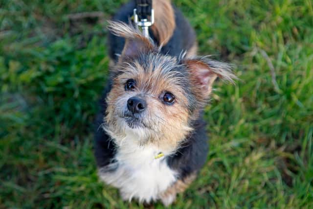 Meet Lexi – a sweet and sensitive Terrier cross who is looking for a home.