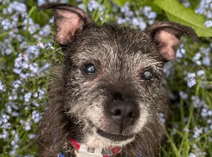 Lexi is a happy, friendly girl who likes everyone she meets. She is very affectionate and enjoys attention. In her previous home she was kept in one room and not taken out for walks in recent times so is really enjoying going out and about and exploring again. Lexi is not very keen on other dogs as she has not been socialised in her previous home so will need to be the only pet. She will need to live somewhere where there is assess to quieter walking areas and would not enjoy going round the local park where there are too many other dogs. Lexi is looking for a home without young children and with someone who will not leave her for too long on her own. She may need a reminder about house training as she has not been given the chance to be clean in her last home.