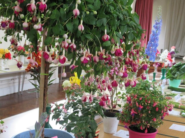 Beautiful roses were displayed alongside sweet peas, delphiniums, vases of mixed flowers, pot grown fuchsias, orchids, cacti and succulents