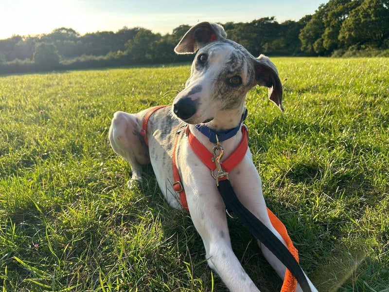 Larry was a stray who was 'found terrified, injured and wearing a shock collar tightened into his neck', Arundawn said. He is frightened of men and needs a calm, kind home. His new owner should have experience with sighthounds and dogs who 'readily go into flight mode', the rescue said. He would be happiest with at least one other patient dog in his home who can help him learn to trust.