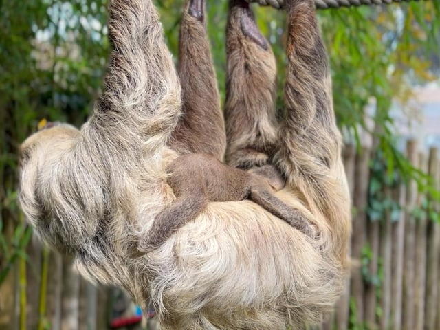 Baby sloth at Drusillas Park in East Sussex