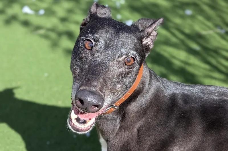 Madge is looking for a loving home where she can truly relax and enjoy home life. She would thrive with adopters who can offer her a home in a quieter residential area, with access to peaceful walking routes away from busy traffic, and ideally a secure garden where she can enjoy some off-lead zoomies! Madge could happily live with sensible secondary school-aged children and would be comfortable in a home with regular visitors, as she likes meeting new people. She is fairly independent and can be left for short periods once settled, though she will need a period with gradual leaving times. As she is not fully housetrained, her new family should be patient and committed to continuing her training. With low to moderate exercise needs, she would suit someone who enjoys relaxed daily walks and a cozy, easy-going home life.