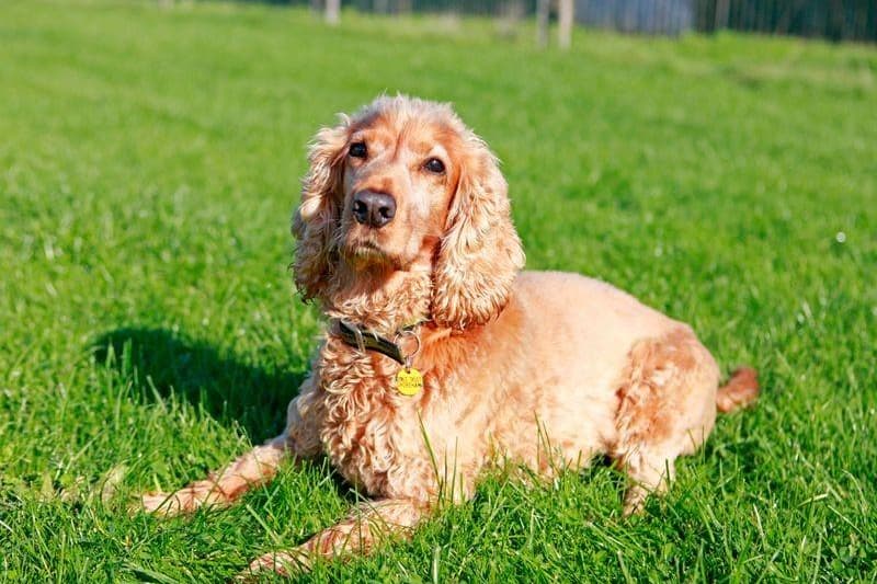 Adoptar Cocker Dogs for adoption in Sussex: Senior Cocker Spaniel Mikey is looking for ...