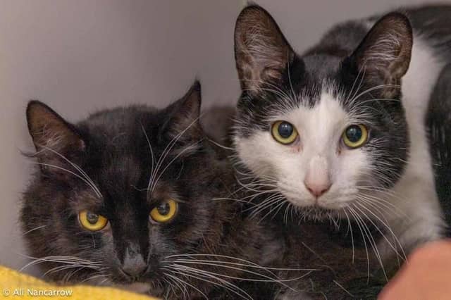 Two-year olds Gizmo (white and black), and Damian (black and white, long-haired) are in need of a new home after their previous owner developed an allergy. They are very sweet, shy boys who will need a calm home and patient humans to allow them time to build their confidence. They could be homed with children over ten, without other pets.