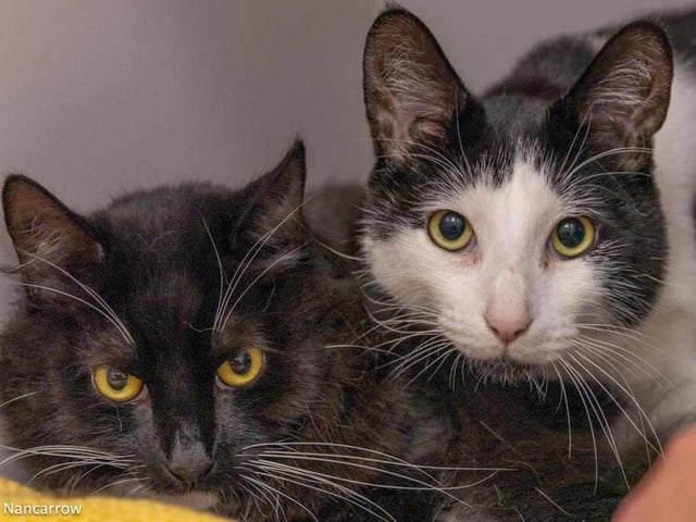 Two-year olds Gizmo (white and black), and Damian (black and white, long-haired) are in need of a new home after their previous owner developed an allergy. They are very sweet, shy boys who will need a calm home and patient humans to allow them time to build their confidence. They could be homed with children over ten, without other pets.
