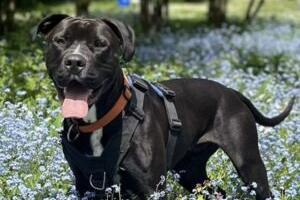 Mac is a friendly, exuberant boy who is still very much a pup, the RSPCA said. He is a big boy who weighs around 34kg and just wants to be loved, but sometimes he doesn’t realise how big and strong he can be! He responds well to praise, physical contact and treats, and is 'terrified' of loud noises, especially raised voices. He needs patient, kind owners who can commit to continuing his training as he is eager to learn. He loves to play and would happily spend hours in a garden playing with toys. Mac also loves to find a sunny spot to sunbathe in and will snuggle up with his people on the sofa in the evening. He enjoys puzzles and would like his family to create interesting enrichment for him. He will need to be the only pet in the home, ideally without noisy canine neighbours. Mac will also need housetraining and his own, secure garden, as well as owners experienced with large breed dogs.